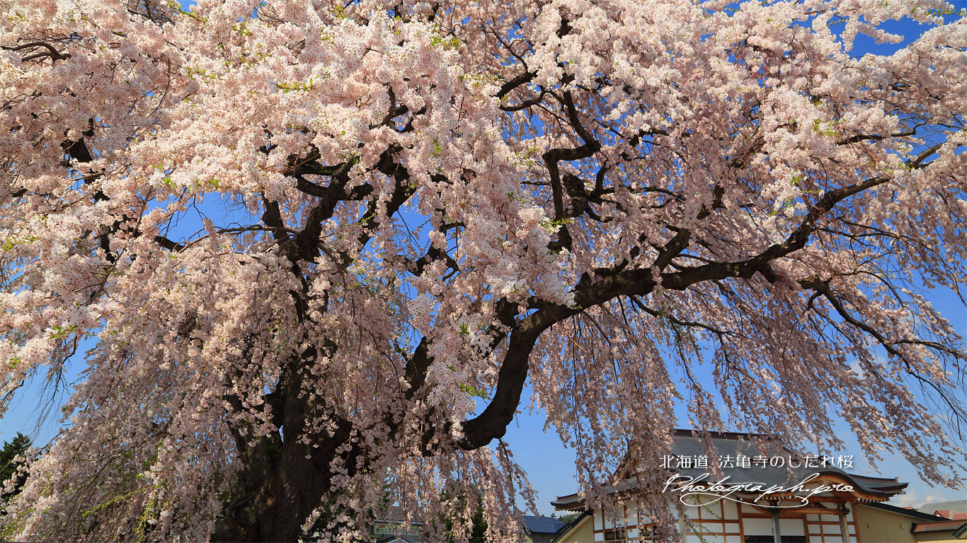 法亀寺のしだれ桜 壁紙