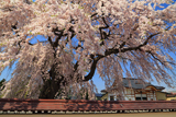 法亀寺のしだれ桜