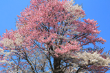 紅白夫婦桜