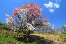 北海道の桜