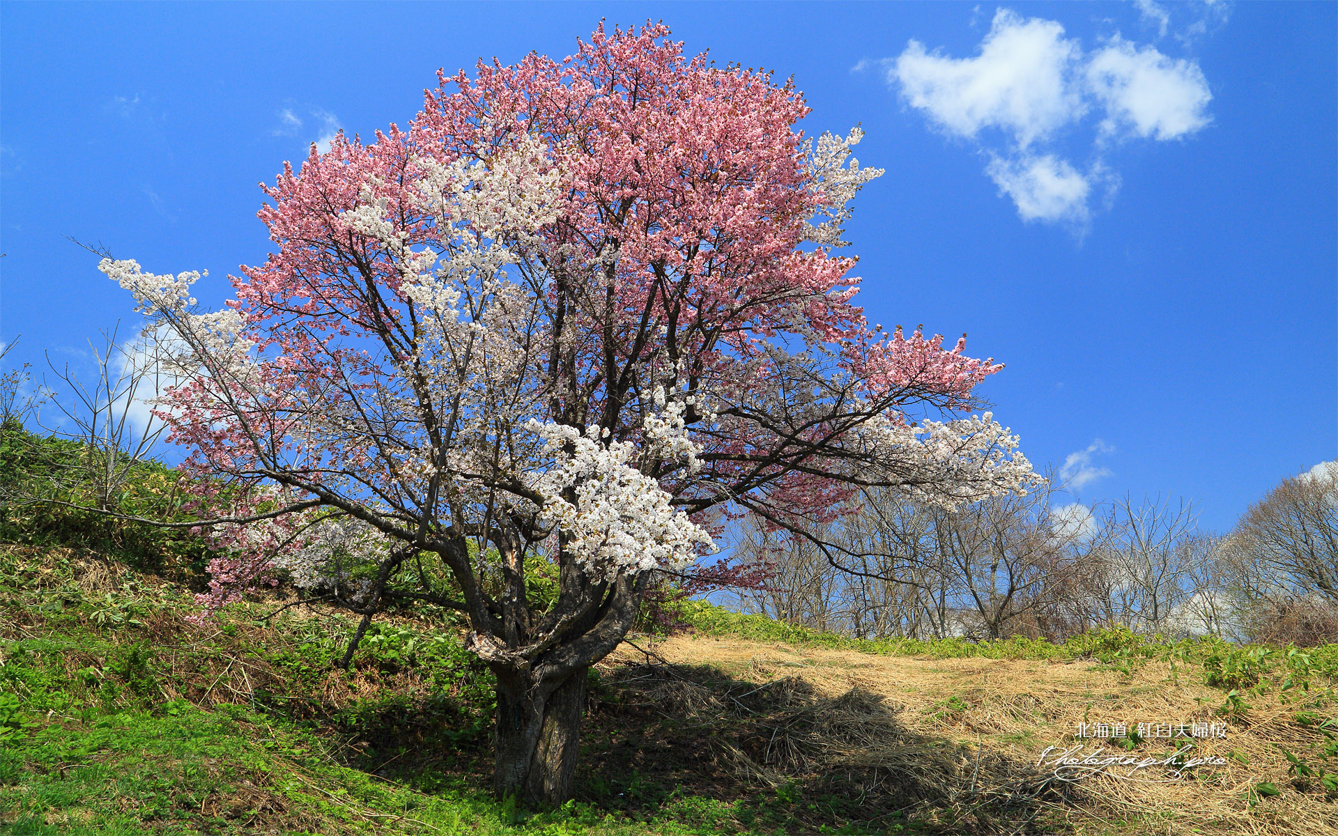 紅白夫婦桜