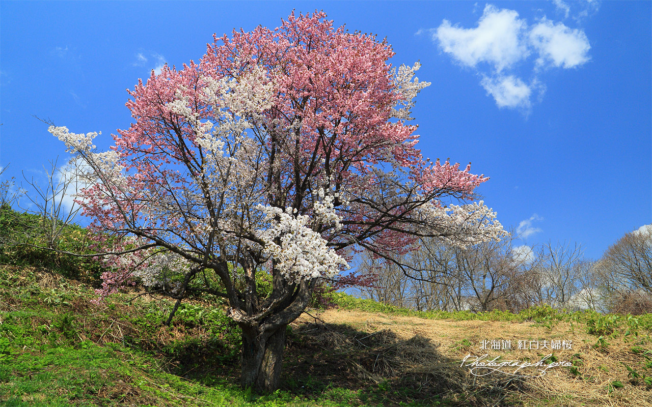 紅白夫婦桜 壁紙