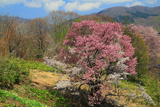 紅白夫婦桜