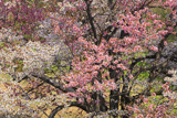 紅白夫婦桜