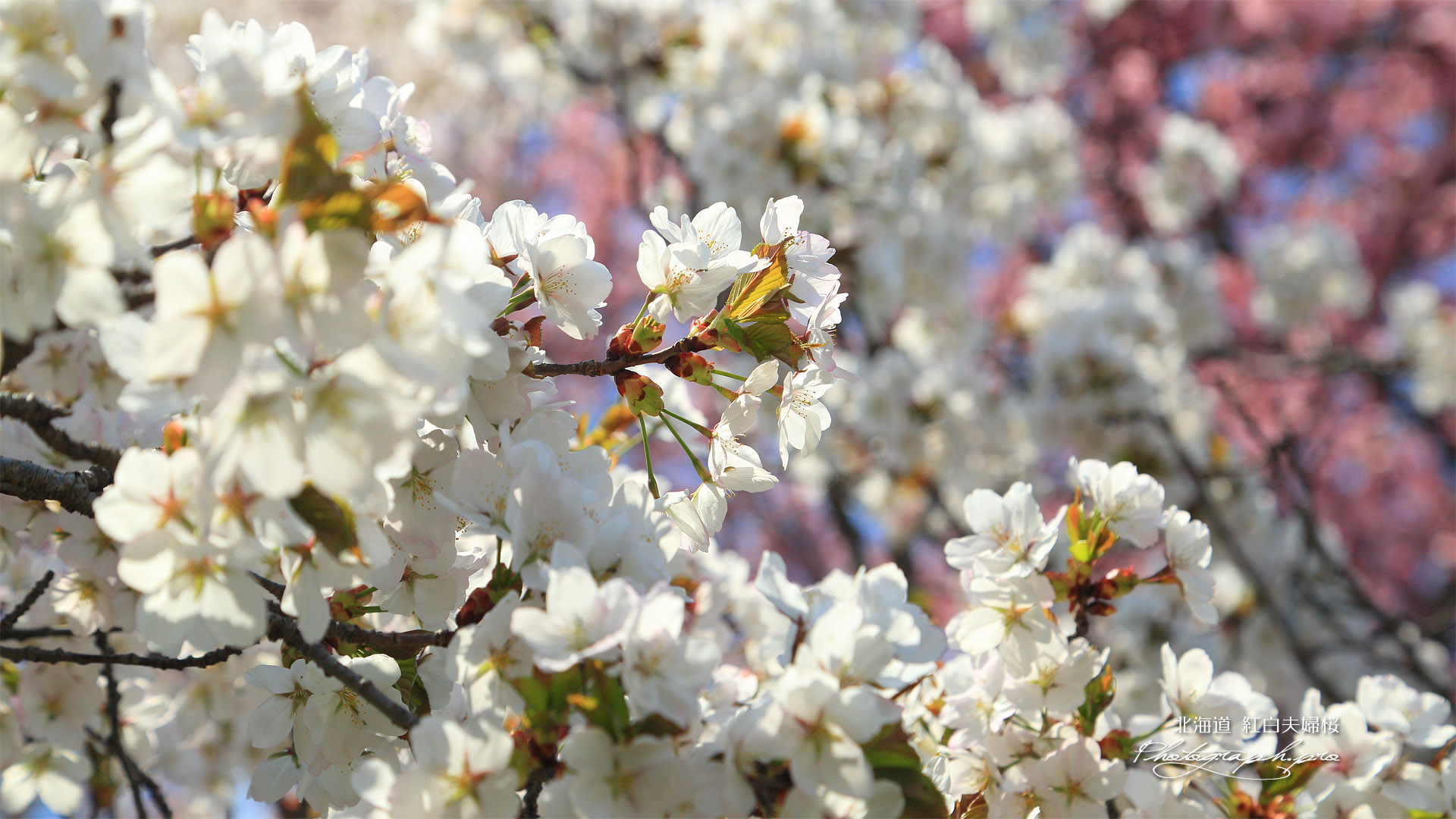 紅白咲き分けの桜