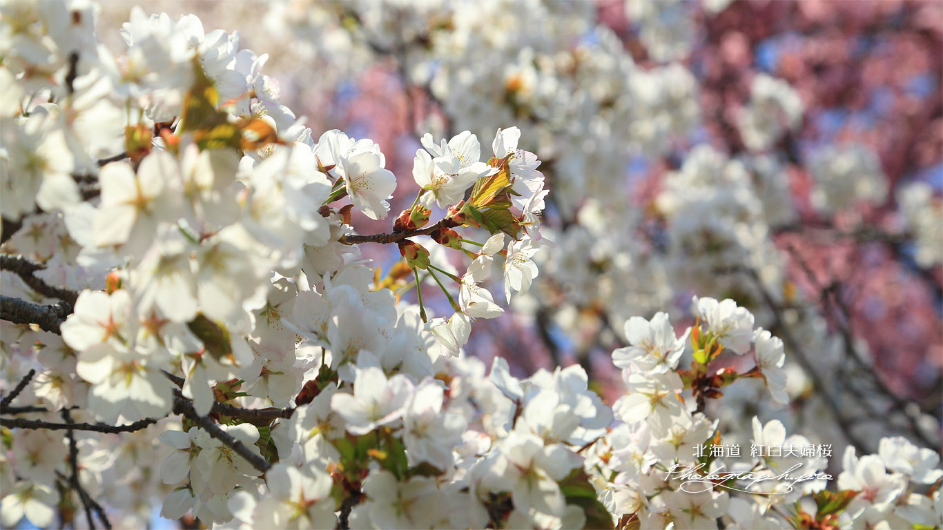 紅白咲き分けの桜 壁紙