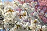 紅白咲き分けの桜