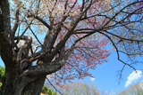 夫婦桜