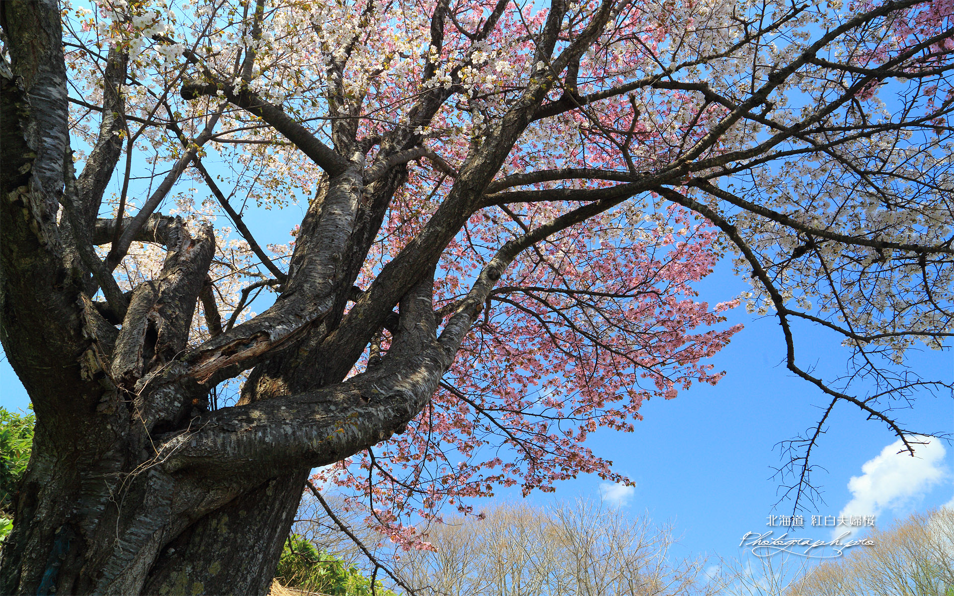 夫婦桜