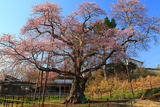 幌萌町のエゾヤマザクラ