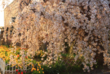 伊澤宅のしだれ桜