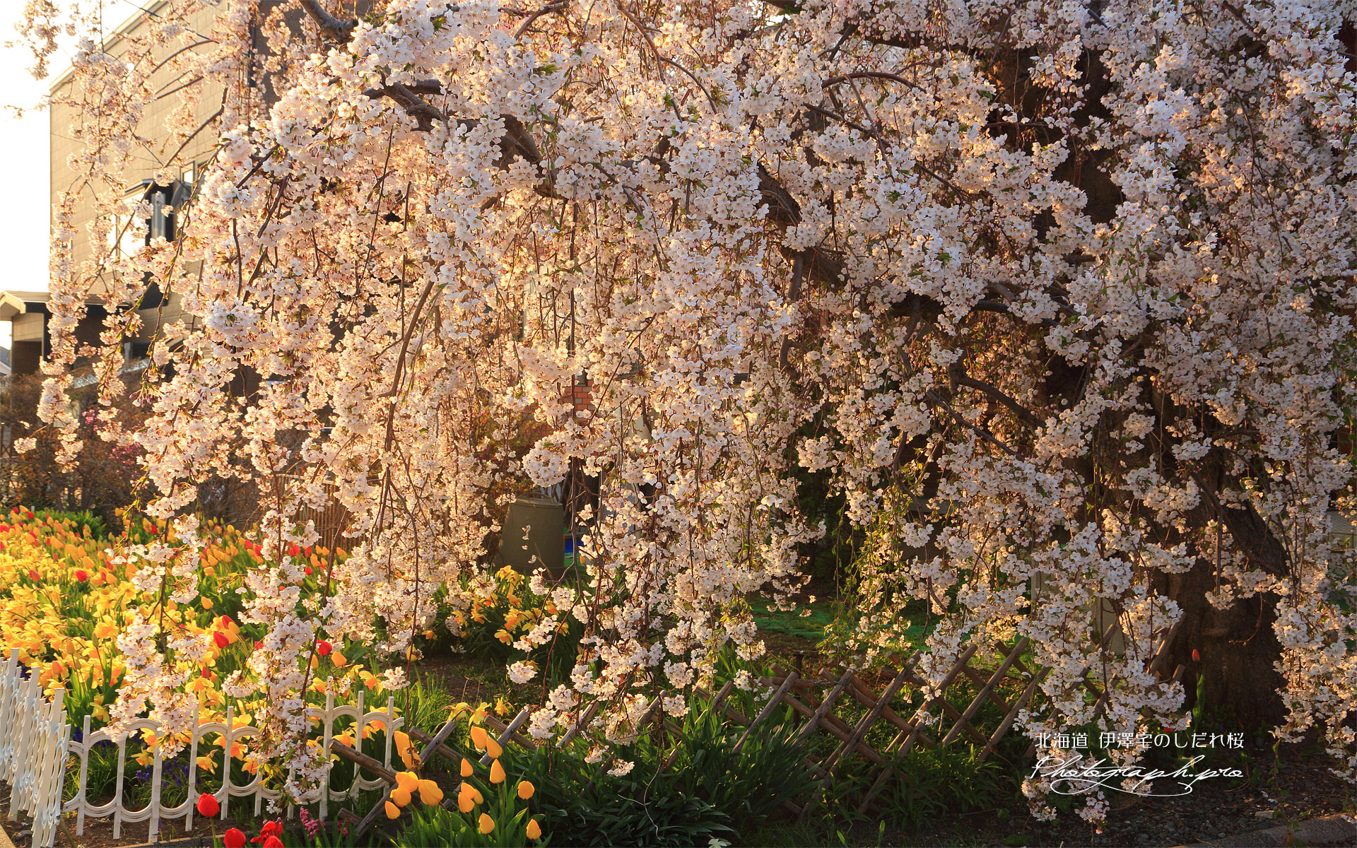 伊澤宅のしだれ桜