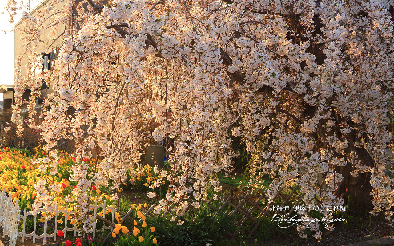 伊澤宅のしだれ桜 壁紙