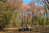 円山公園の桜