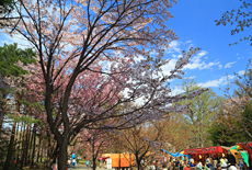 円山公園の桜