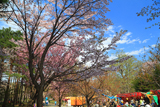 円山公園の桜