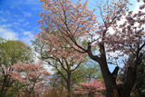 円山公園の桜