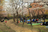 円山公園の桜