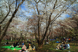 北海道神宮の桜