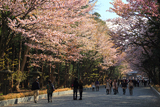 北海道神宮の桜
