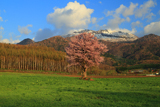 上御料の一本桜