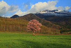 上御料の一本桜