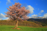 上御料の一本桜