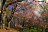 朝日ヶ丘公園の桜