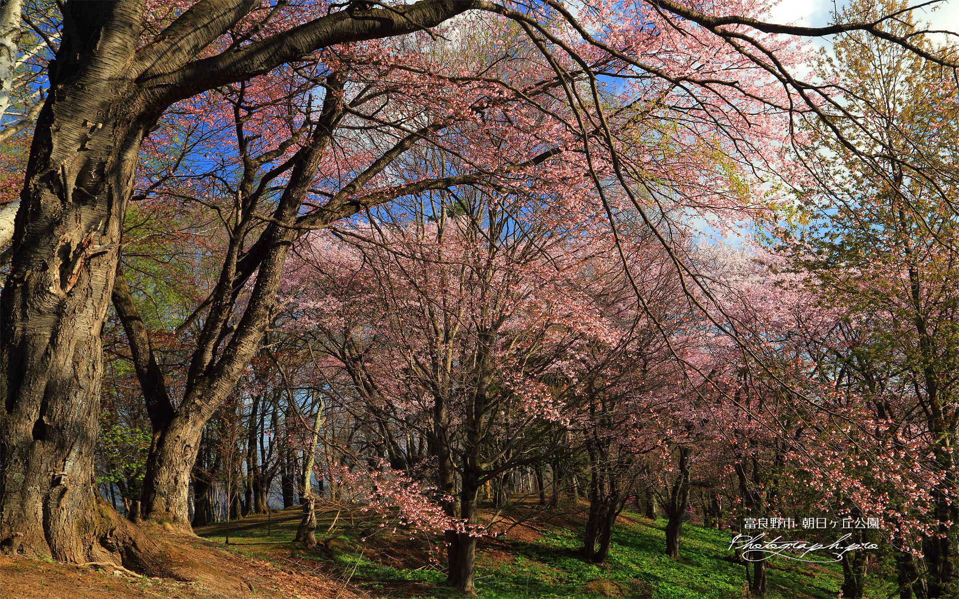 朝日ヶ丘公園の桜