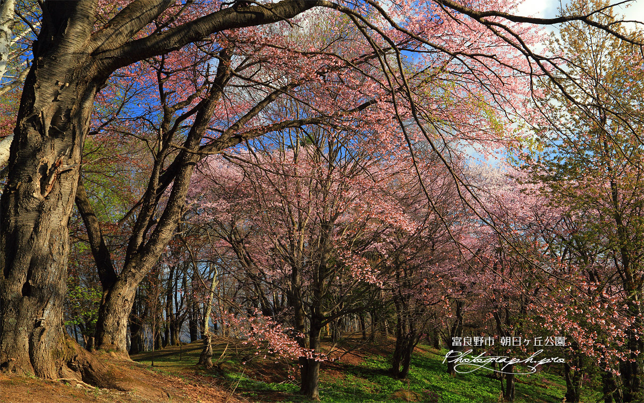 朝日ヶ丘公園の桜 壁紙