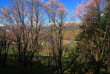 朝日ヶ丘公園の桜