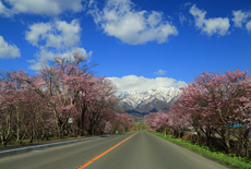 東大樹木園の桜
