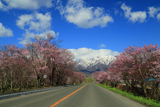 東大樹木園の桜