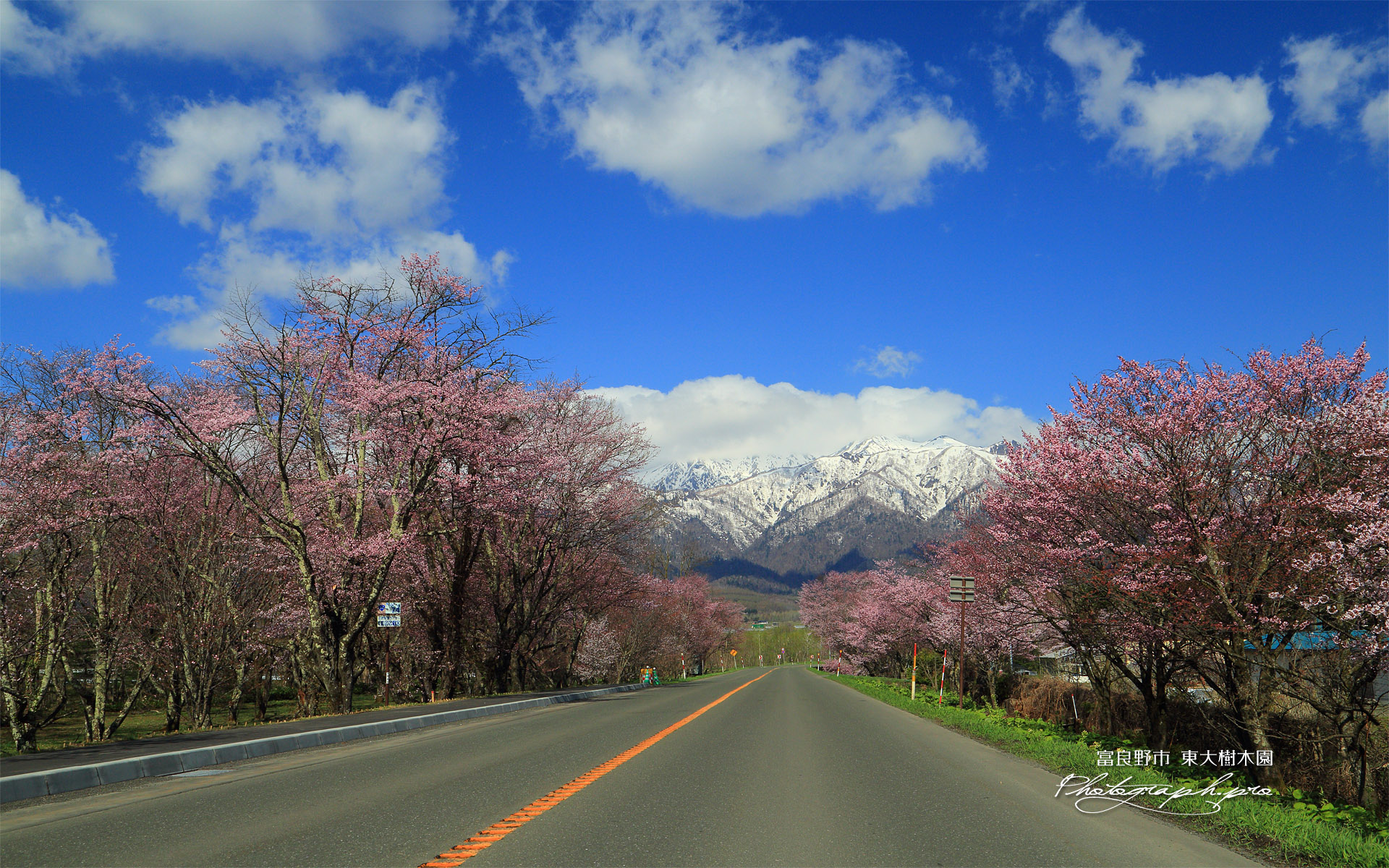 東大樹木園の桜