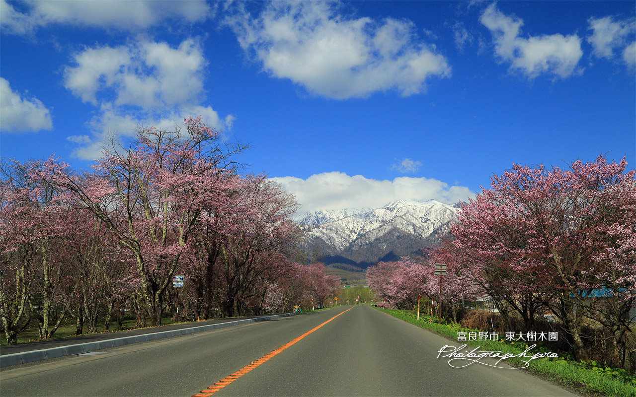 東大樹木園の桜 壁紙
