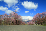 東大樹木園の桜