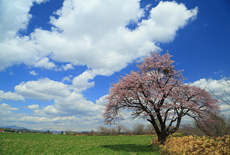 人舞の一本桜