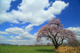 人舞の一本桜