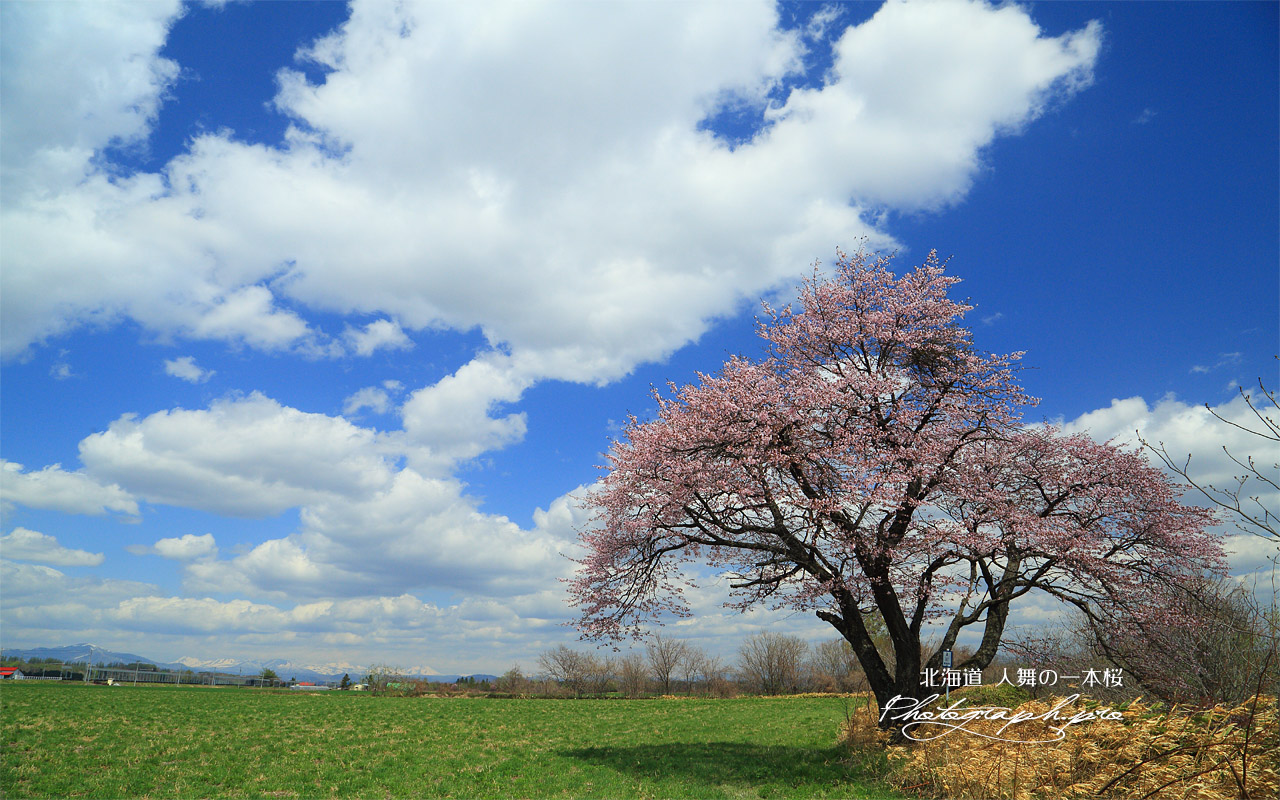 人舞の一本桜 壁紙