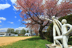 人舞小学校の桜