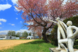 人舞小学校の桜
