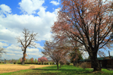 旧人舞小学校の桜