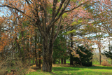 人舞小学校の桜