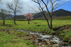 円山牧場の円山牧場の一本桜