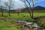 円山牧場の一本桜