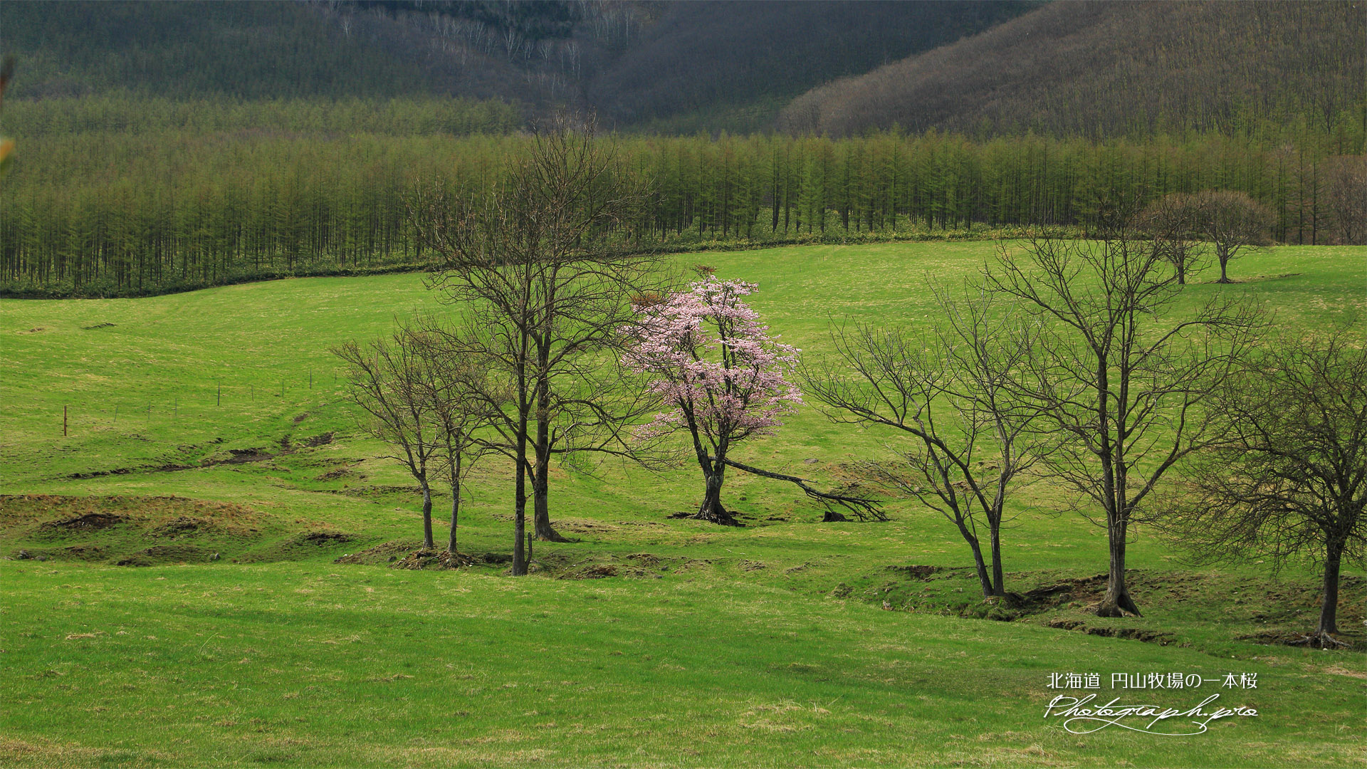円山牧場の一本桜