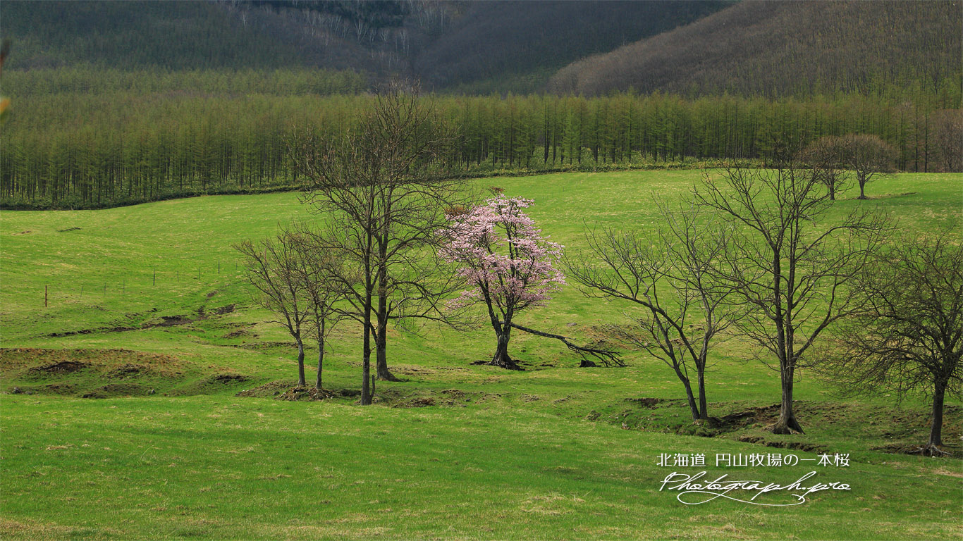 円山牧場の一本桜 壁紙