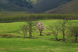 円山牧場の一本桜