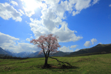 円山牧場の一本桜