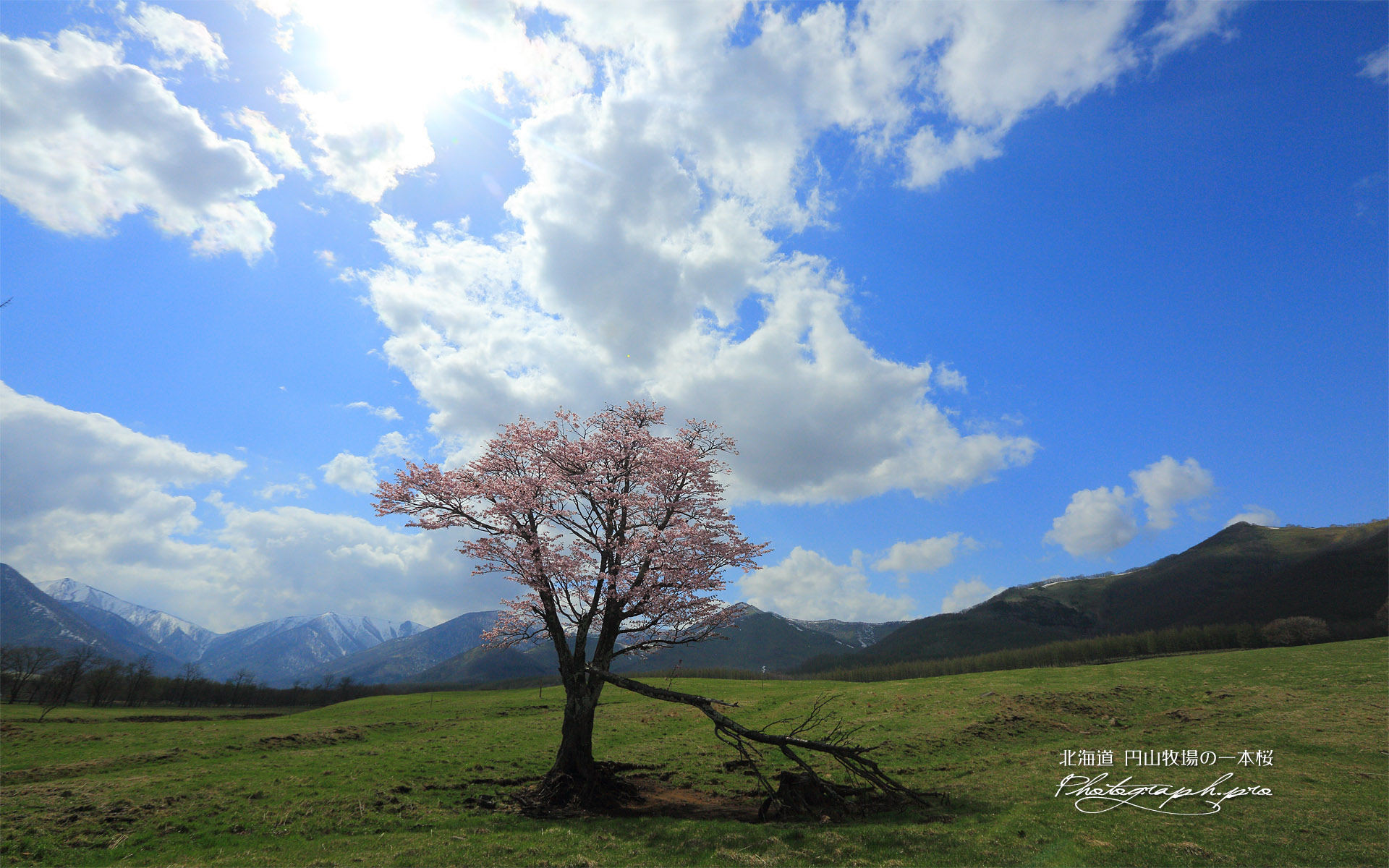 円山牧場の一本桜